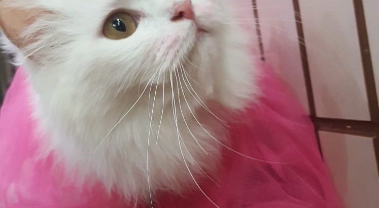 White Persian Female Cat