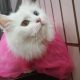 White Persian Female Cat