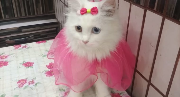 White Persian Female Cat