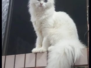 White Persian Female Cat