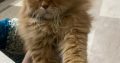 Persian brown cat