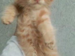 Doll face ginger kitten for sale