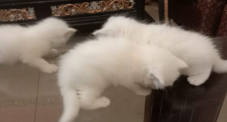 Persian Male Kitten with Blue Eyes