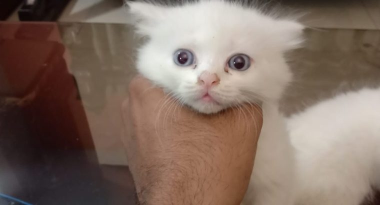 Persian Male Kitten with Blue Eyes