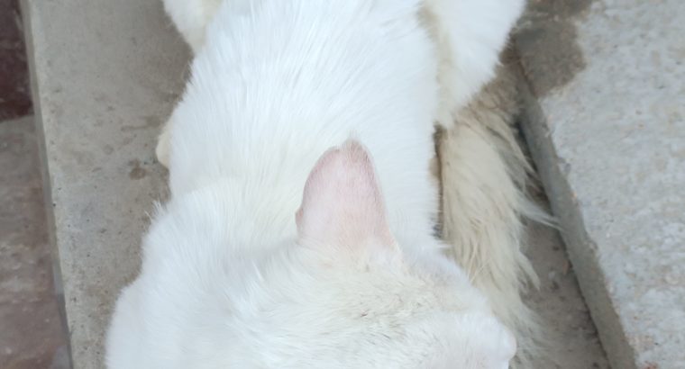 Turkish Angora