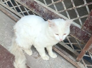 Turkish Angora