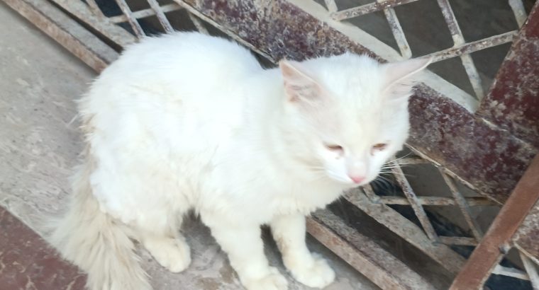 Turkish Angora