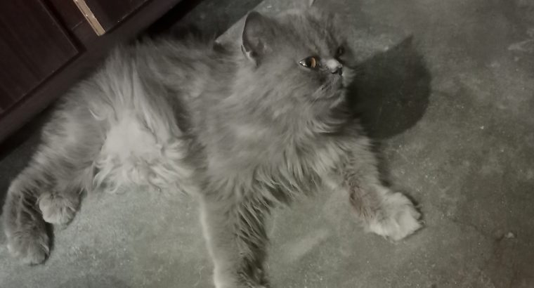 Grey Persian Cat Female