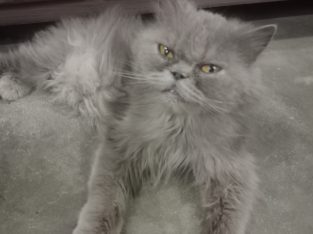 Grey Persian Cat Female