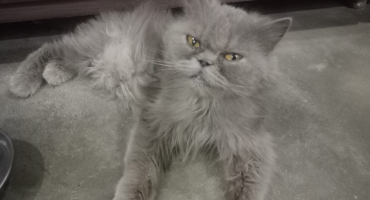 Grey Persian Cat Female