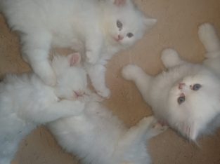 Kittens for sale