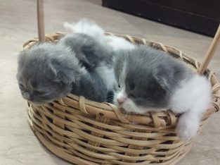 Persian kittens