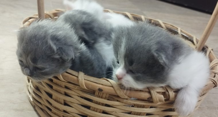 Persian kittens