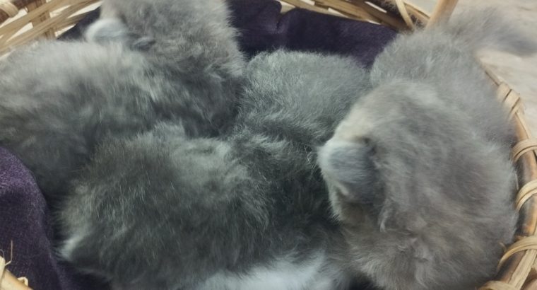 Persian kittens