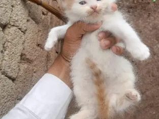 Pershian cat for sale