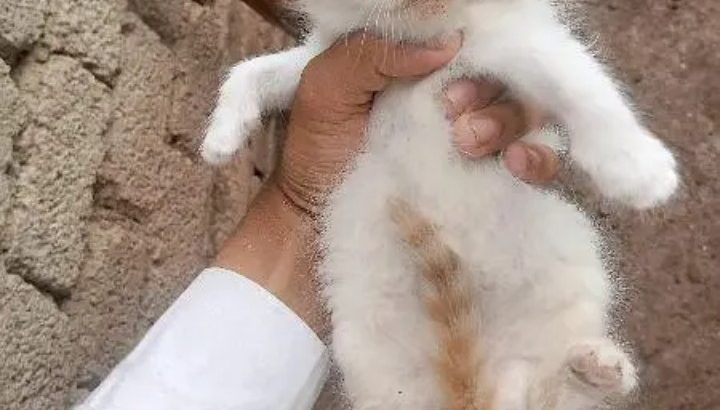 Pershian cat for sale