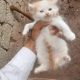 Pershian cat for sale