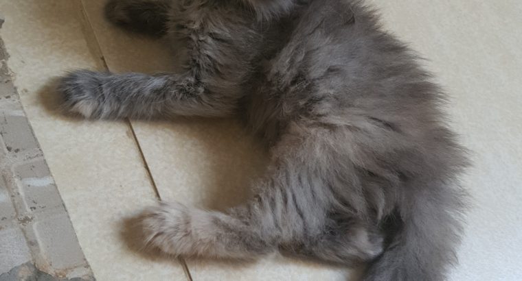 Persian kitten