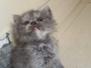 Persian kitten