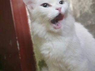 turkish Angora female cat