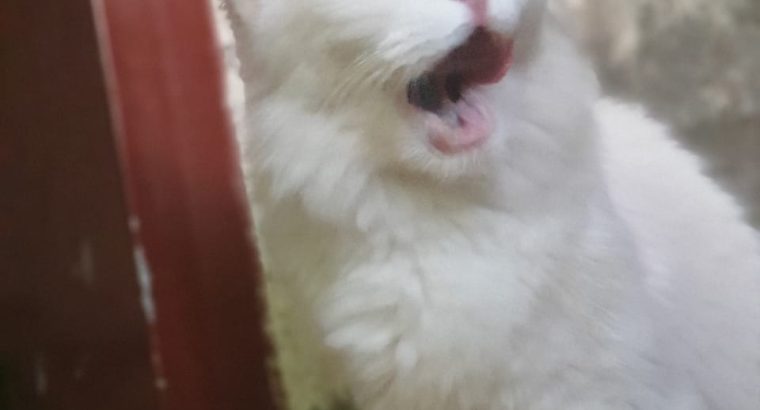 turkish Angora female cat