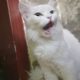 turkish Angora female cat