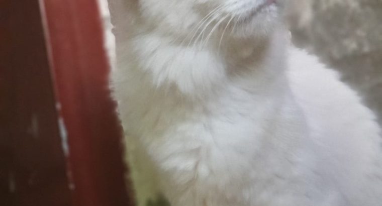 turkish Angora female cat