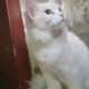 turkish Angora female cat