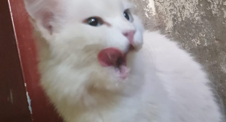 turkish Angora female cat