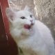 turkish Angora female cat