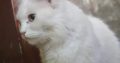 turkish Angora female cat