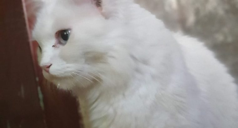 turkish Angora female cat