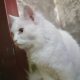 turkish Angora female cat