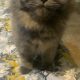 Grey pure Persian cat 7 months, triple coated