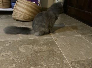 Grey pure Persian cat 7 months, triple coated