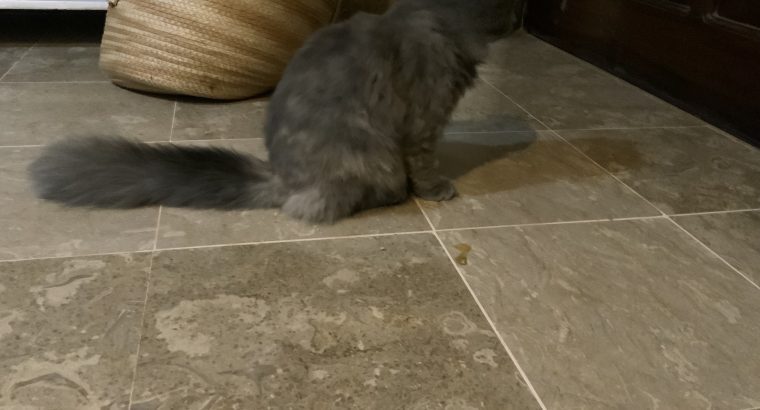 Grey pure Persian cat 7 months, triple coated