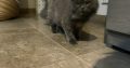 Grey pure Persian cat 7 months, triple coated