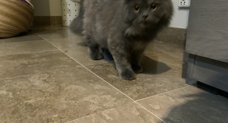 Grey pure Persian cat 7 months, triple coated