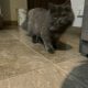 Grey pure Persian cat 7 months, triple coated