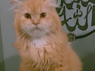 Persian cat for sale