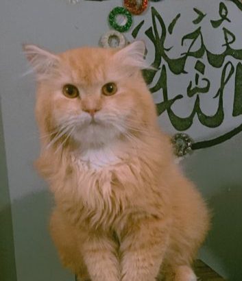 Persian cat for sale