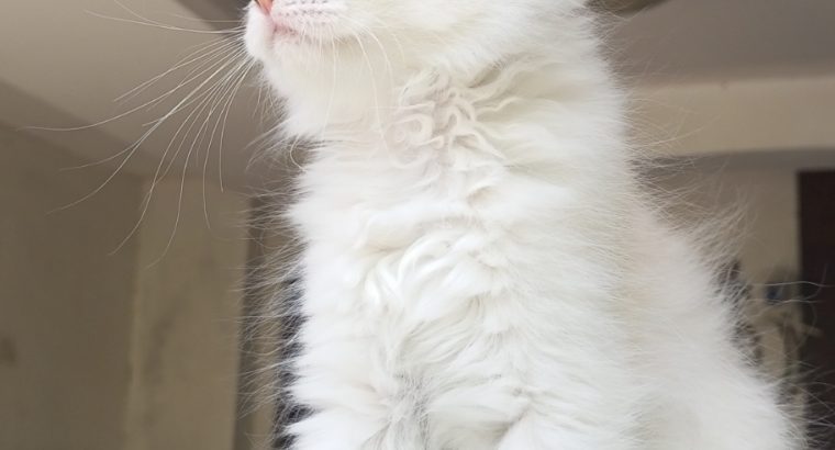 Persian kitten