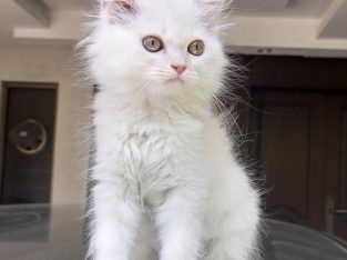 Persian kitten