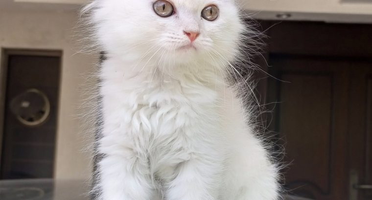 Persian kitten