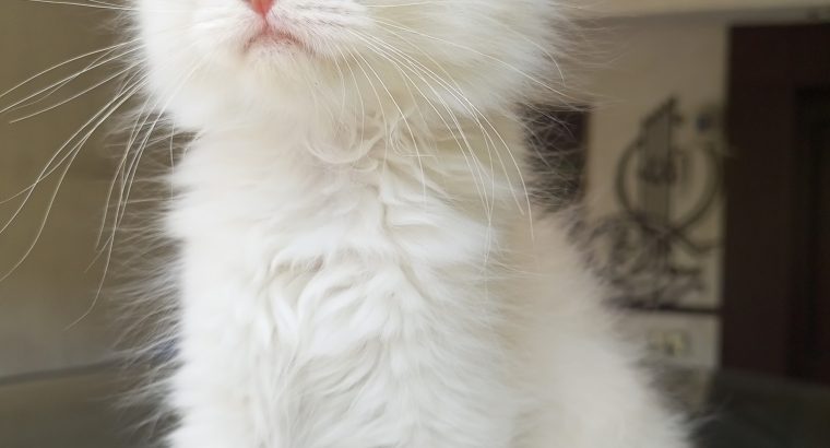 Persian kitten