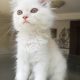 Persian kitten