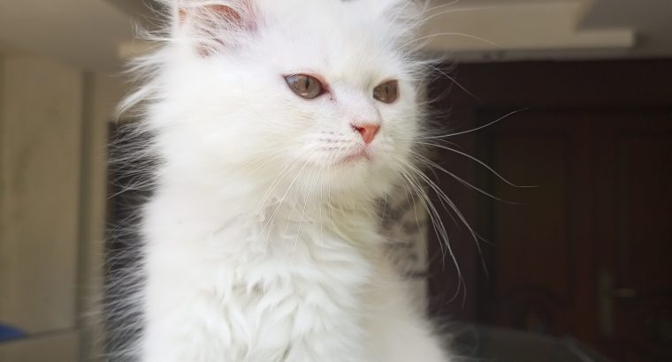 Persian kitten