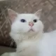 White Male Persian Cat For Sale