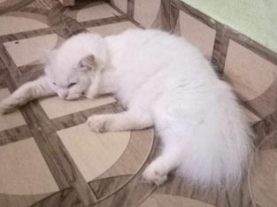 White pure Persian cat 7 months, triple coated