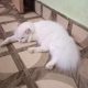 White pure Persian cat 7 months, triple coated